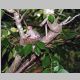 One of my photographs- doves made with an attached lens!.jpg